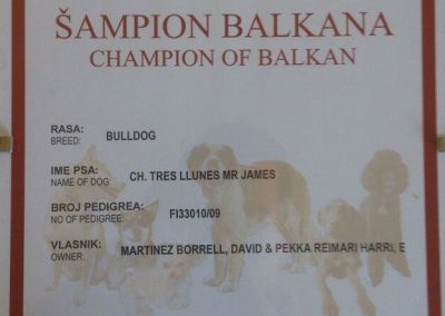 Campeonato Balcanes Bulldog CH Mr. James 2009
