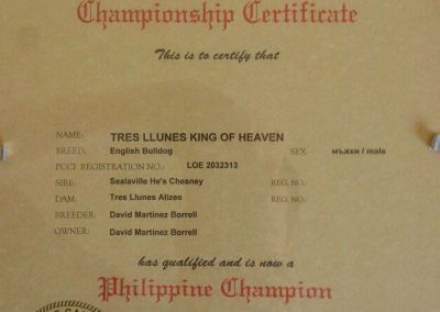 Bulldog Inglés "Tres Llunes King Of Heaven" Campeonato Filipinas 2012