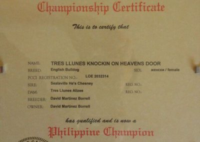 Bulldog Inglés "Knockin On Heaven Door" Campeonato Filipinas 2012