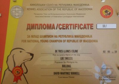 Bulldog Inglés "De Tres Llunes Celine" Macedonia 2010