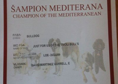 Bulldog Inglés "Just For Us The Tivoli Bull's" Campeón Campeonato Mediterraneo 2012
