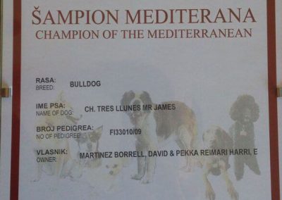 Bulldog Inglés "CH. Tres Llunes Mr. James" Campeón Campeonato Mediterráneo 2012