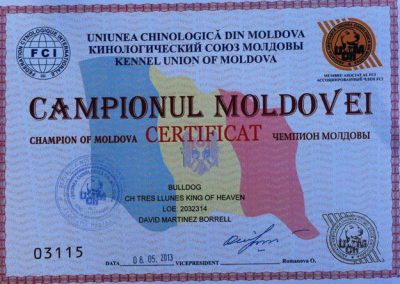 Bulldog Inglés "CH Tres Llunes King Of Heaven" Campeón Moldavia 2013