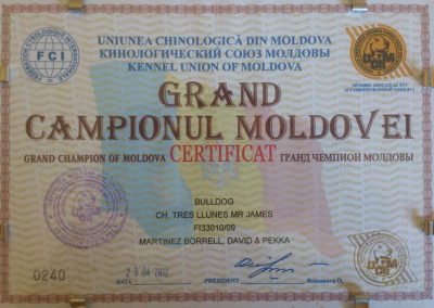 Bulldog Inglés "CH. Tres Llunes Mr. James" Campeón Moldavia 2012