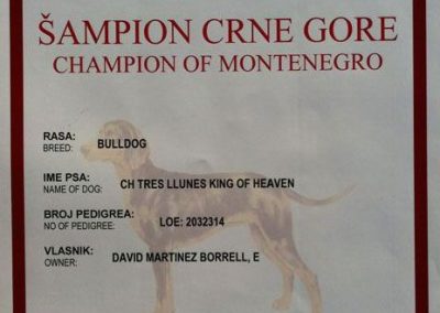 Bulldog Inglés "CH Tres Llunes King Of Heaven" Campeón Montenegro 2013