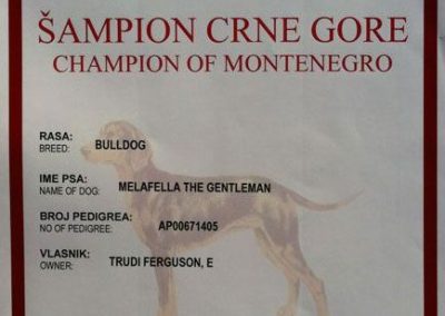 Bulldog Inglés "Melafella The Gentleman" Campeón Montenegro 2013