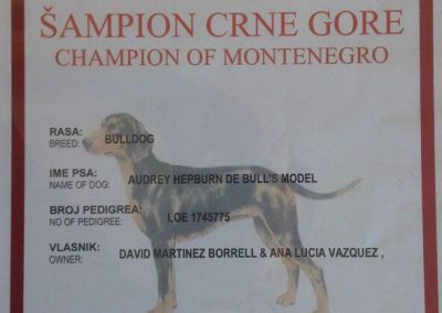 Bulldog Inglés "Audrey Hepburn de Bull's Model" Campeón Montenegro 2010