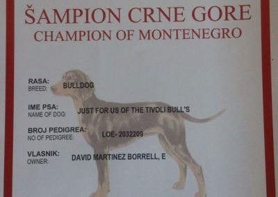 Bulldog Inglés "Just For Us Of Tivoli Bull's" Campeón Montenegro 2012