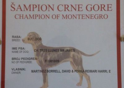 Bulldog Inglés "CH Tres Llunes Mr. James" Campeón Montenegro 2012
