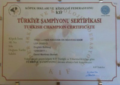 Bulldog Inglés "Tres Llunes knokin Of Heaven Door" Campeón Turquía 2011