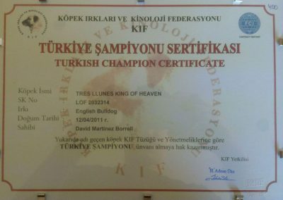Bulldog Inglés "Tres Llunes King Of Heaven" Campeón Turquía 2012