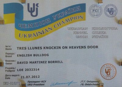 Bulldog Inglés "Tres Llunes Knockin On Heavens Door" Campeón Ucrania 2012