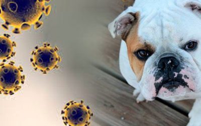 ¿Contagian los perros el coronavirus?