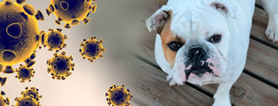 El coronavirus y los perros