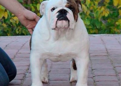 Xcellence Quality - Semental macho de bulldog ingles
