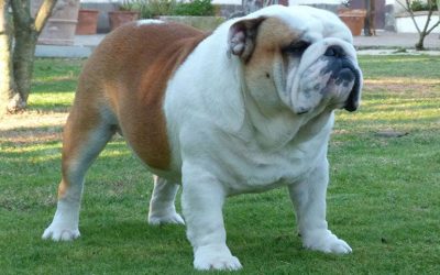 Porque elegir un perro de la raza Bulldog Ingles