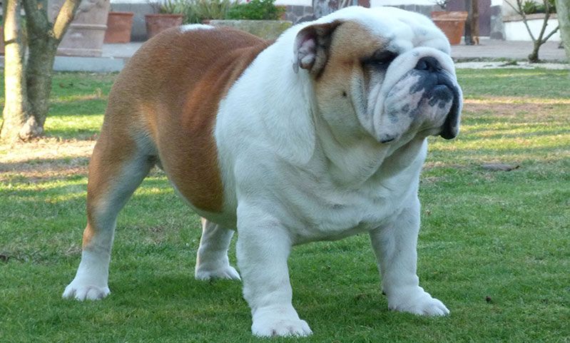 Ups Abandono freír Porque elegir un perro de la raza Bulldog Ingles | Tres Llunes